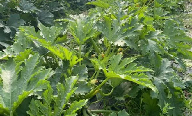 Vente directe producteur de légumes de saison à Vinay, Vinay, La Halle Fermière