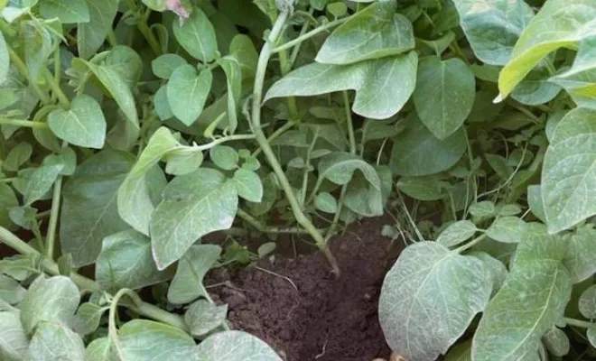 Vente directe producteur de légumes de saison à Vinay, Vinay, La Halle Fermière